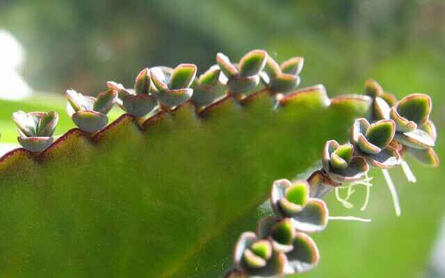 ap-bio-scavenger-hunt-modified-leaf-of-a-plant