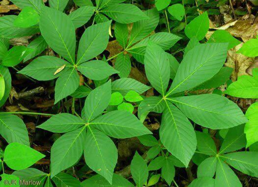 types-of-compound-leaves-happy-botanist