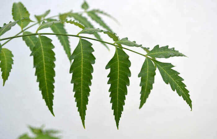 types-of-compound-leaves-happy-botanist