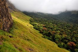 Shola Forests - Everything You Need To Know About! | Happy Botanist