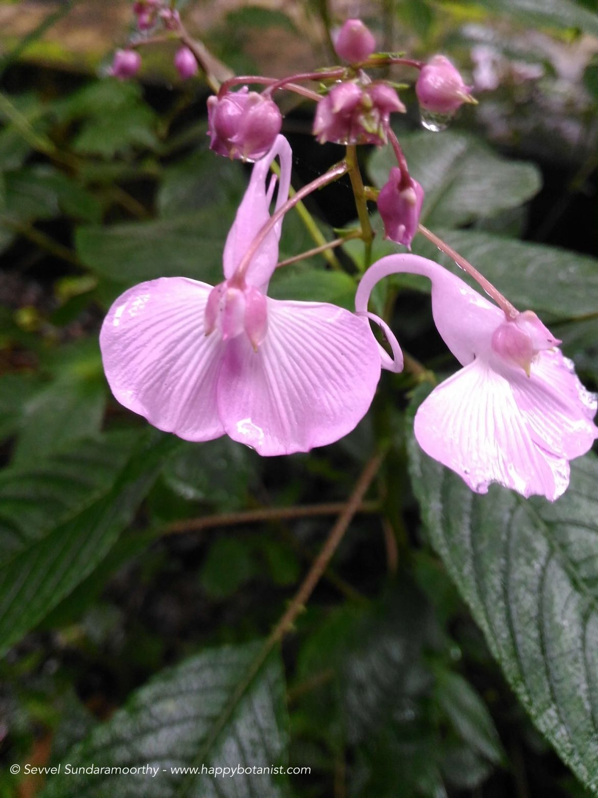 Shola forests and flora of Velliangiri Hills | Happy Botanist